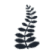 Black Fern