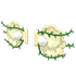 Clam Wings