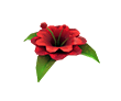 Forgotten Flower