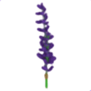 Lavender Bundle