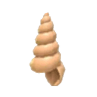 Musical Conch