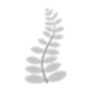 White Fern