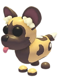 African Wild Dog
