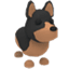 Australian Kelpie