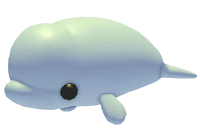 Beluga Whale