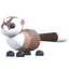 Black-Footed Ferret