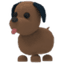 Chocolate Labrador