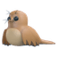 Galapagos Sea Lion