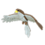 Hawk