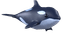 Orca