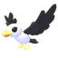 Pilot Gull
