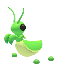 Praying Mantis