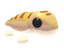 Sandfish