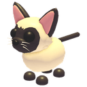 Siamese Cat