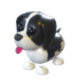 Black Springer Spaniel
