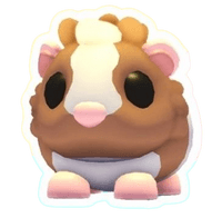 Chocolate Dutch Guinea Pig