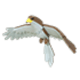 Hawk