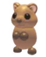 Quokka