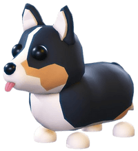Royal Corgi