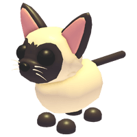Siamese Cat